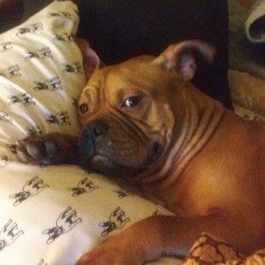 Meet your Posher, Posh